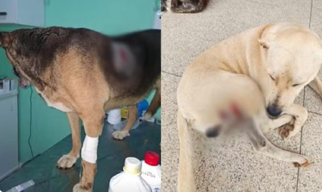 Polícia investiga morte de cães e suspeita de envenenamento em Divinésia