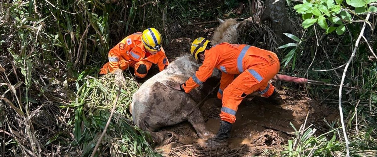 Bombeiros resgatam cavalo atolado em mina d’água na zona rural de Teixeiras