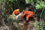 Bombeiros resgatam cavalo atolado em mina d’água na zona rural de Teixeiras