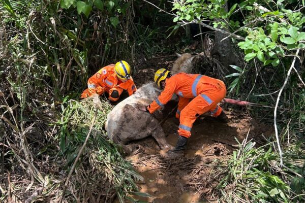 Bombeiros resgatam cavalo atolado em mina d’água na zona rural de Teixeiras