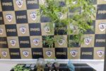 Homem de 30 anos é preso por tráfico de drogas em Ervália