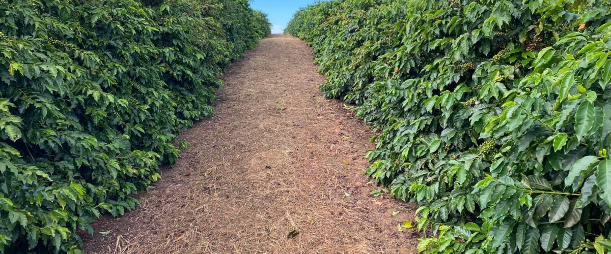 Pesquisadoras da Epamig alertam para desafios da atual safra de café