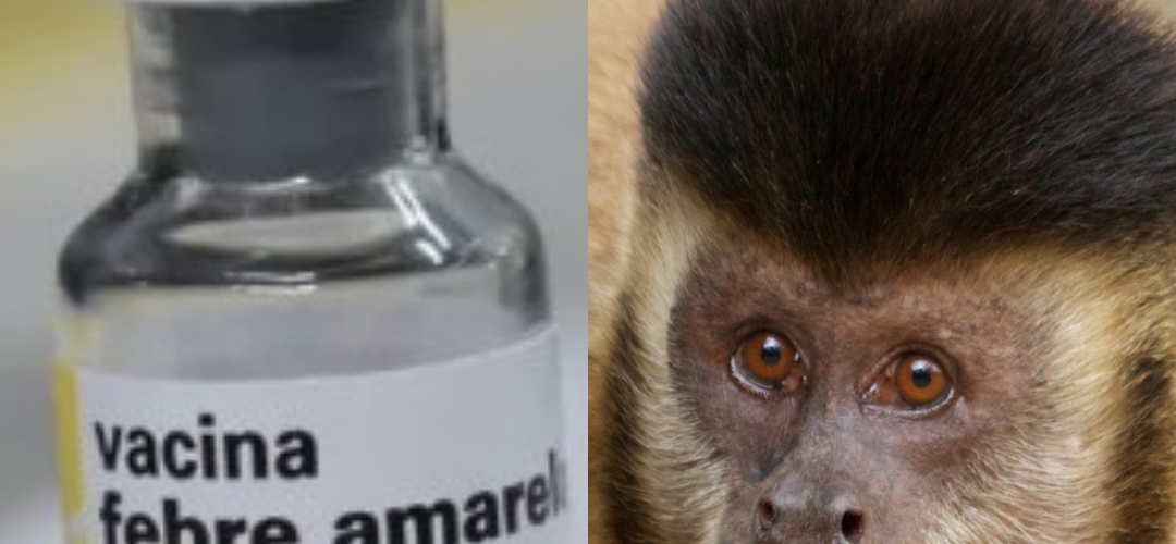 Teixeiras inicia cerco epidemiológico após encontrar macaco morto na zona rural