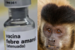 Teixeiras inicia cerco epidemiológico após encontrar macaco morto na zona rural