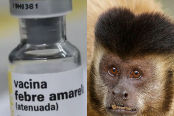 Teixeiras inicia cerco epidemiológico após encontrar macaco morto na zona rural