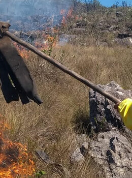 Instituto Estadual de Floresta abre processo seletivo para brigadistas